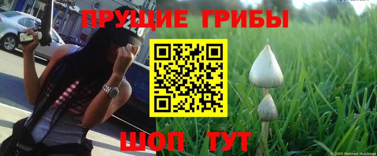 Галлюциногенные грибы Psilocybine cubensis  Вход с VPN  Мытищи 